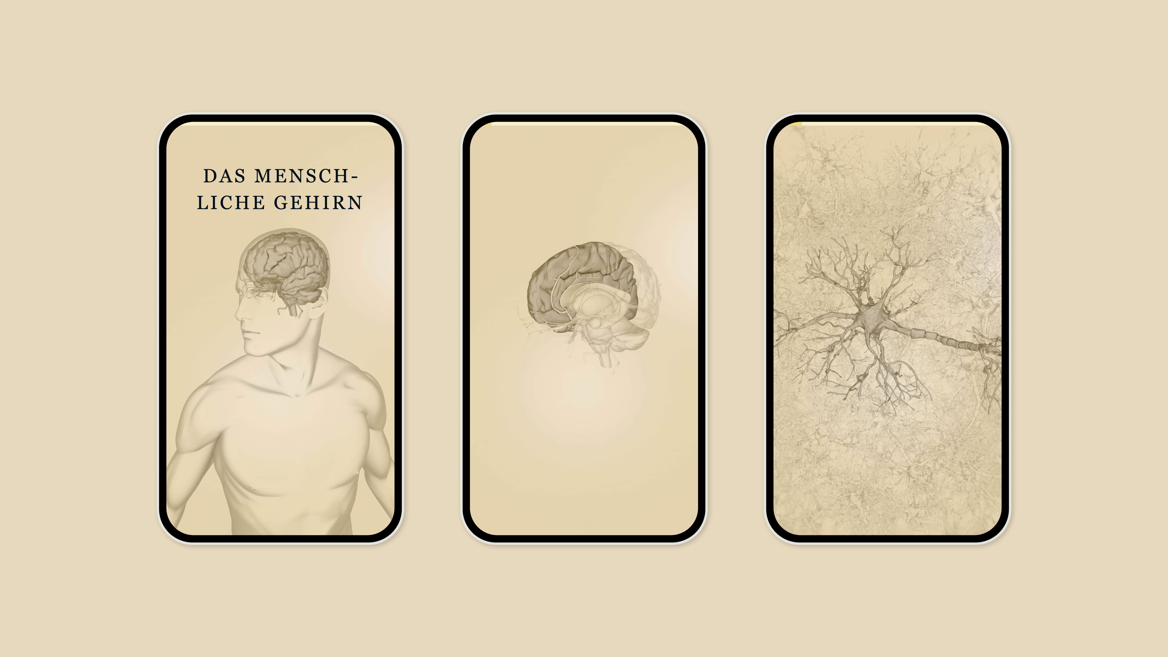 3 verschiedene Bildschirme, die verschiedene Stadien der Scrolly-Telling-Animation im Hintergrund zeigen. Der erste Bildschirm zeigt einen Mann und sein Gehirn. Wenn der Benutzer nach unten scrollt, wird die Ansicht detaillierter und zoomt auf das Gehirn, um schließlich seine Neuronen zu zeigen.